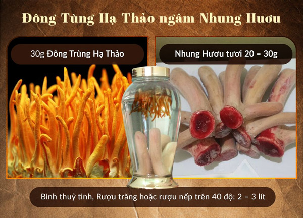 ngâm rượu nhung hươu và đông trùng hạ thảo