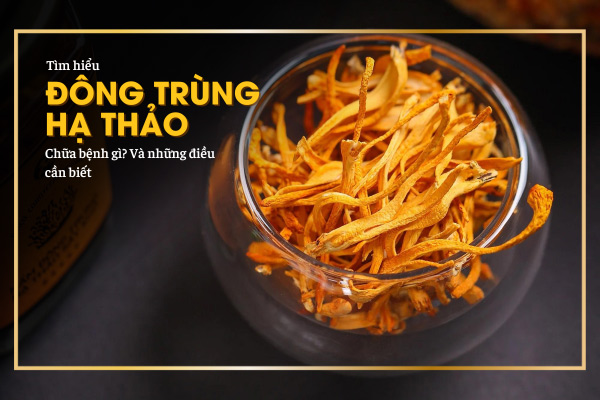 Đông trùng hạ thảo trị bệnh gì