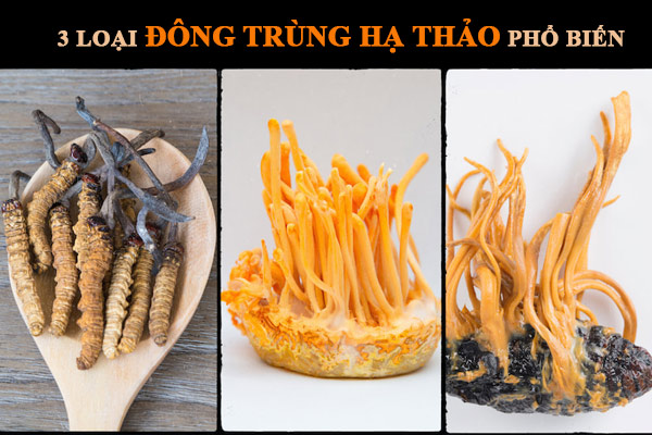 đông trùng hạ thảo ăn sống được không