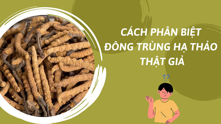 Cách phân biệt đông trùng hạ thảo thật giả đơn ...