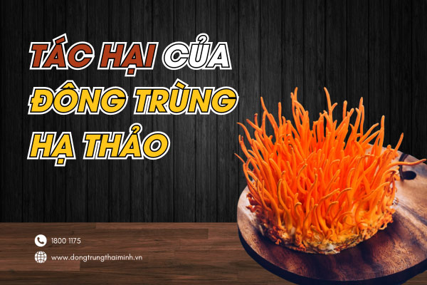 Đông trùng hạ thảo có tác dụng phụ không? Lưu ...