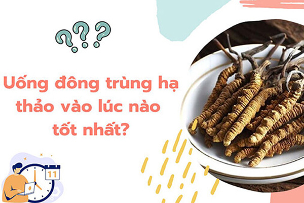 Uống đông trùng hạ thảo vào lúc nào tốt nhất? ...