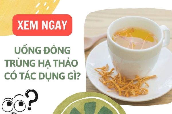 Uống trà đông trùng hạ thảo có tác dụng gì ...