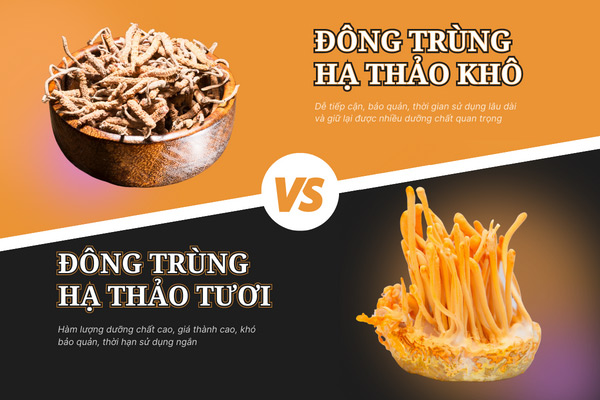 Đông trùng hạ thảo tươi hay khô tốt hơn? 9 ...