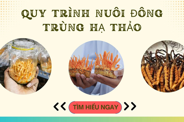 Hướng dẫn quy trình nuôi đông trùng hạ thảo đạt ...