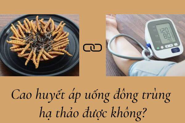 Cao huyết áp uống đông trùng hạ thảo được không?