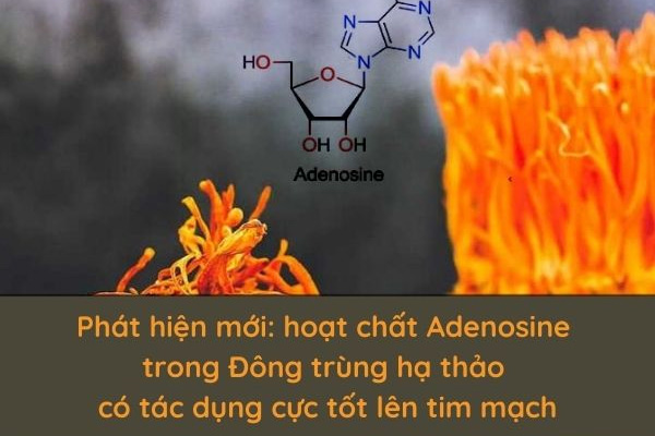 Phát hiện mới: hoạt chất Adenosine trong Đông trùng hạ ...