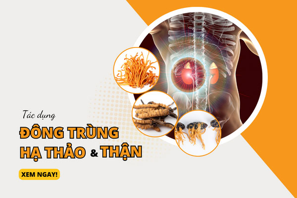 #4 Tác dụng của đông trùng hạ thảo đối với ...