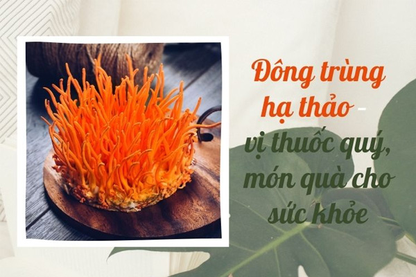 Đông trùng hạ thảo – vị thuốc quý, món quà ...