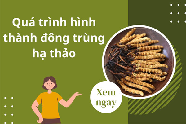 Quá trình hình thành đông trùng hạ thảo tự nhiên, ...