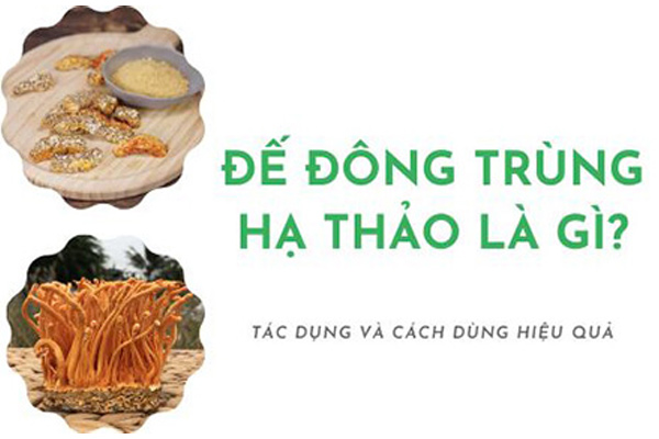 Đế đông trùng hạ thảo có tác dụng gì? Cách ...