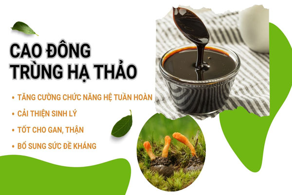 Cao đông trùng hạ thảo là gì? Có tốt không? ...