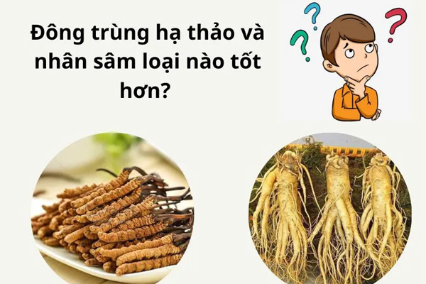 So sánh đông trùng hạ thảo và nhân sâm, Loại ...