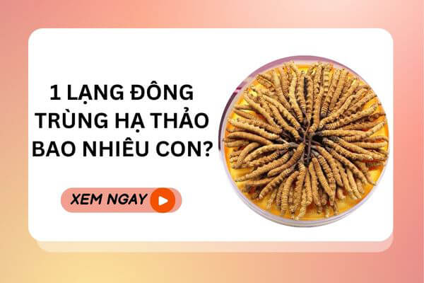 1 lạng đông trùng hạ thảo bao nhiêu con?